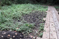 Pitts Wood, upper area by former polytunnel board walk, after work