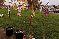 Friends of Sparkgreen Park- Tree Planting Event