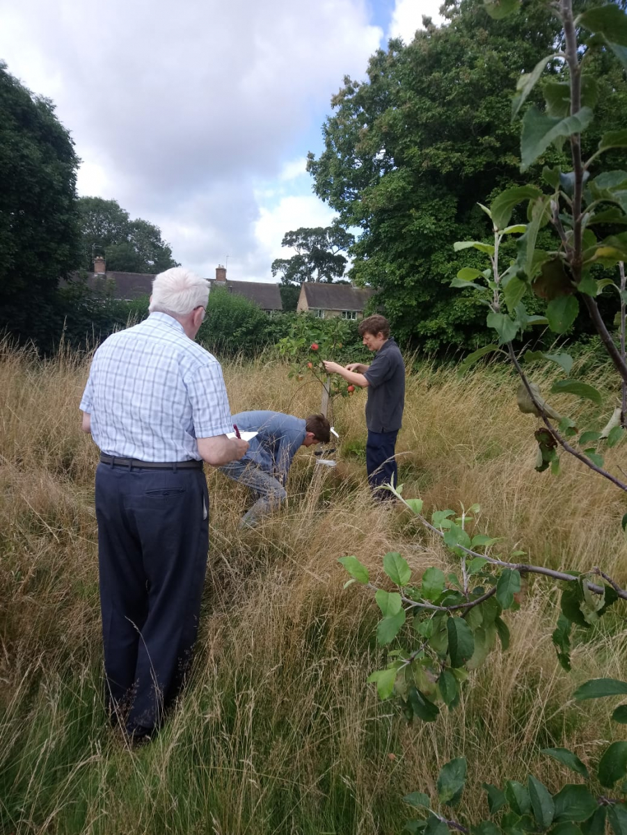 Volunteers checking on the fruit trees in Windermere Fields
