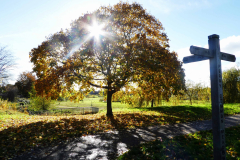 Friends of Perry Common Meadows