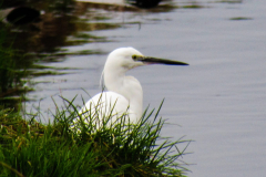 Friends of Perry Common Meadows