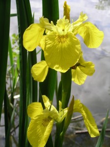 Balaams Wood Iris