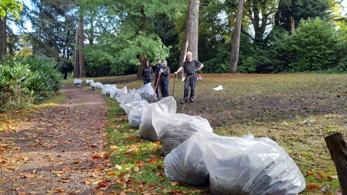 Clearing-wildflower-meadow-Oct-2024-1