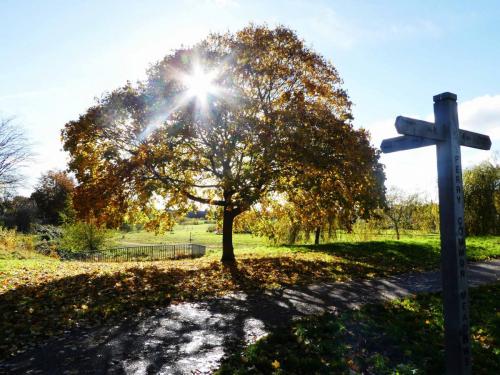 Autumn tree 8_24 Chris Lee 