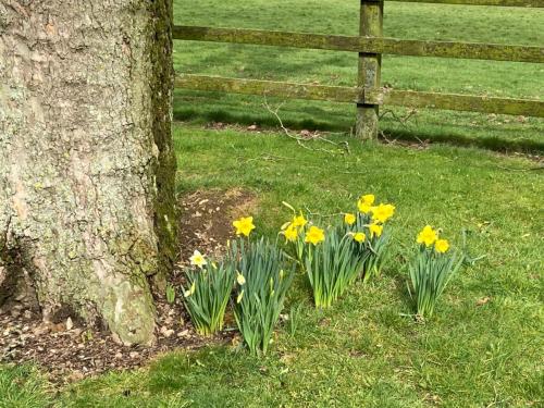 Daisy Farm Park Daffodils