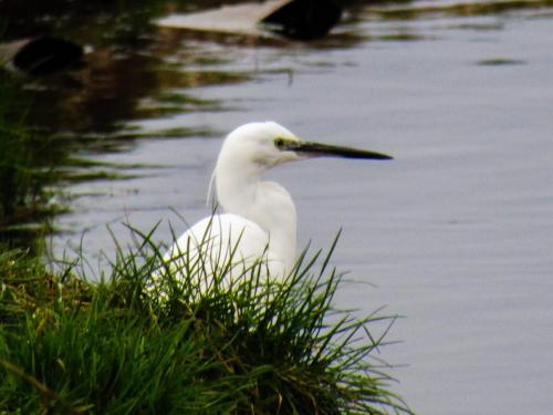 Egret 17.3.23 Scott