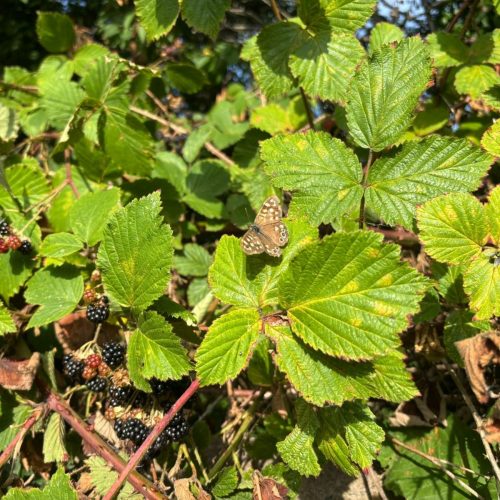 Baton Walk Day 2: Butterfly 