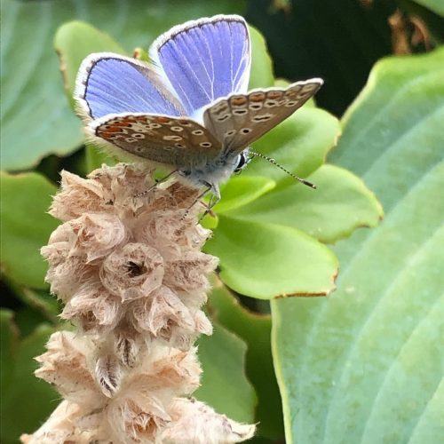 Baton Walk Day 2: Butterfly 