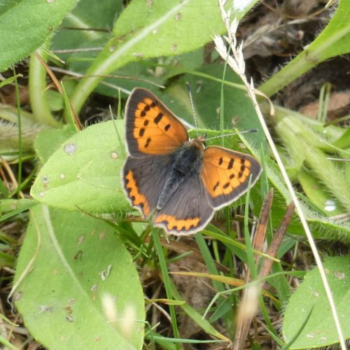 Baton Walk Day 3: Butterfly