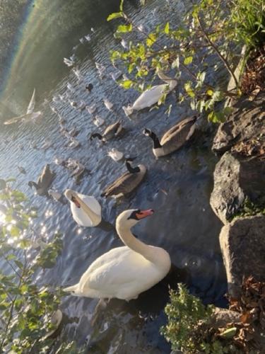 Water Fowl in Handsworth Park